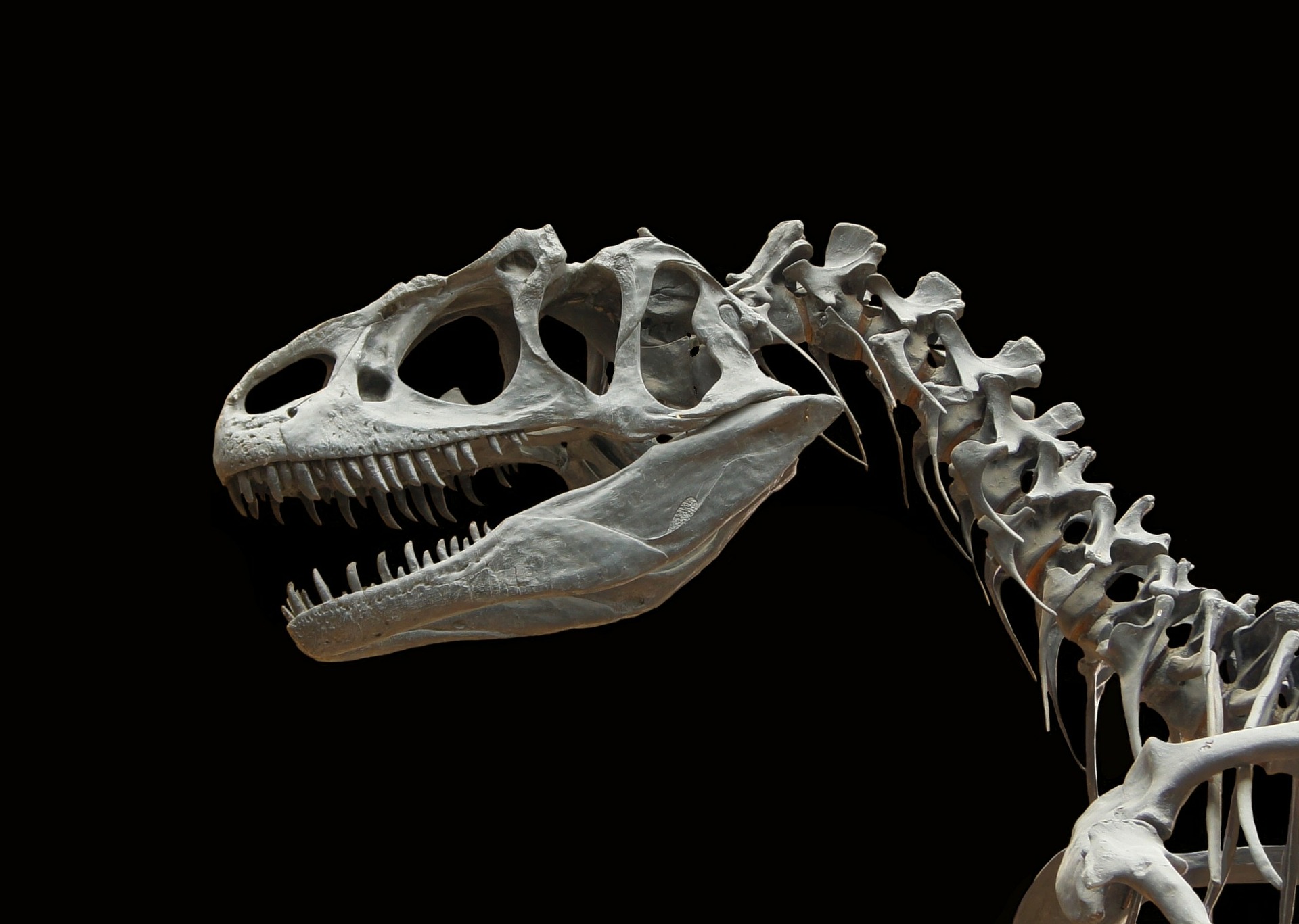 Estudo britânico identifica duas novas espécies de dinossauros