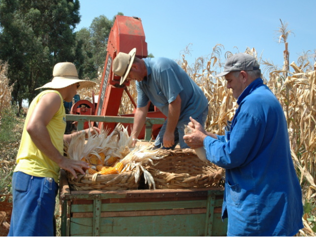 Produção de milho pode crescer 2,5 milhões de toneladas em SC sem ampliar área plantada