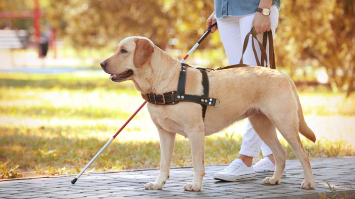Lei reconhece os cães de assistência como auxiliar no tratamento de pessoas com deficiência 